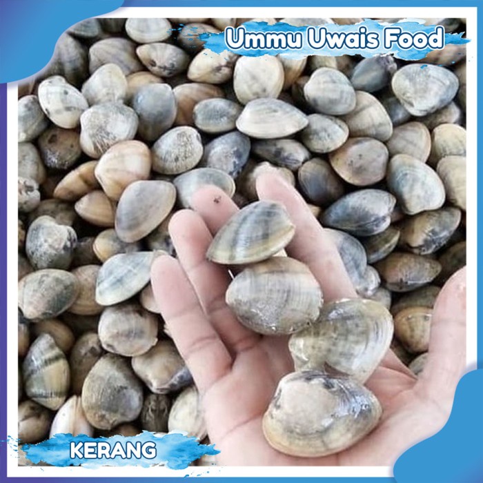 

Kerang Cempreng Fresh Berkualitas- 1 KG
