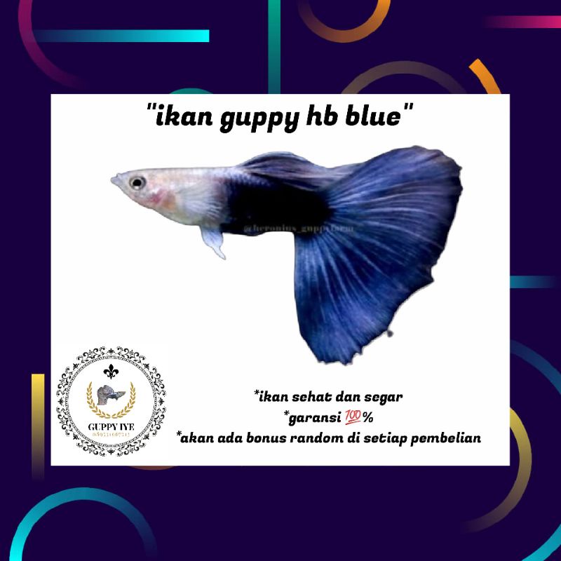 packing styrofoam ikan guppy hb blue