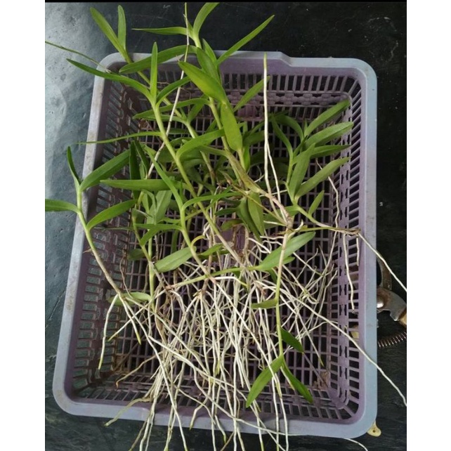 PROMO!!! TANAMAN HIAS ANGGREK EPIDENDRUM