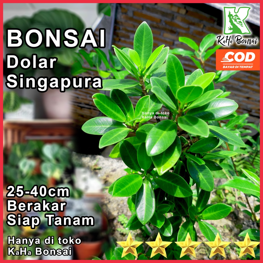 Bibit Bonsai Dolar Singapura Rawatan Tinggi 25 - 40 cm Berakar Siap Tanam Bisa COD Bahan Bonsai Beri