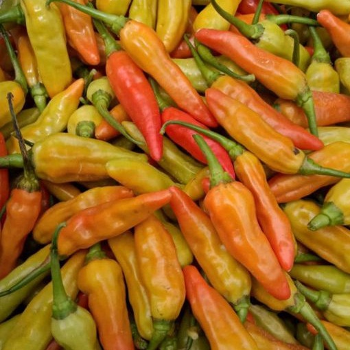 

Cabe Rawit / Cabai Merah