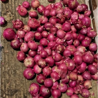 

BAWANG PEKING INDIA 1KG (GROSIR) (MURAH)