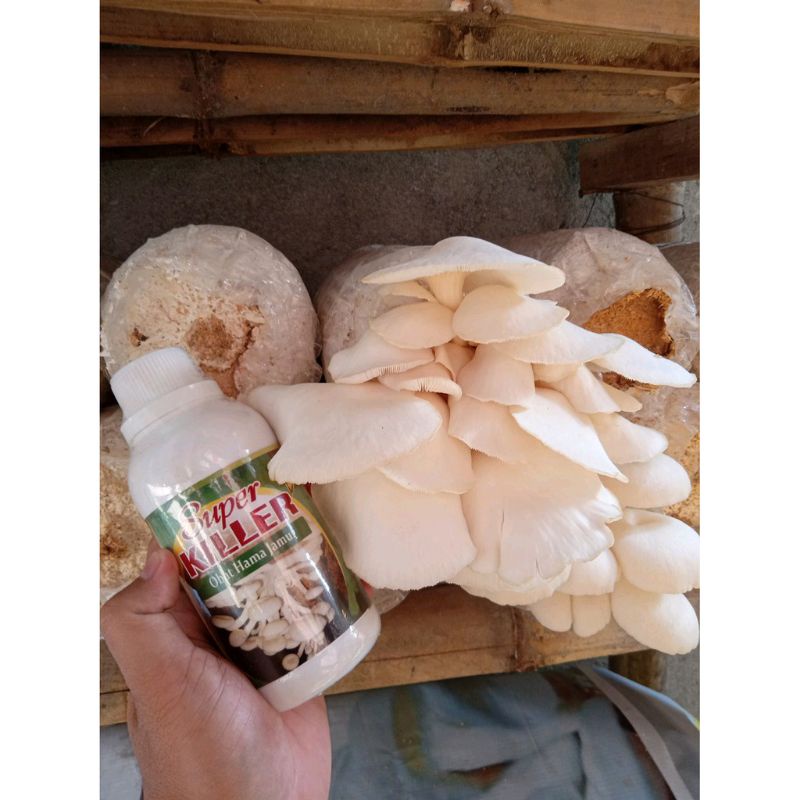 MANJUR Harga Obat Pembasmi Gurem Jamur Tiram, Pusat Obat Pengusir Serangga pada Jamur Tiram