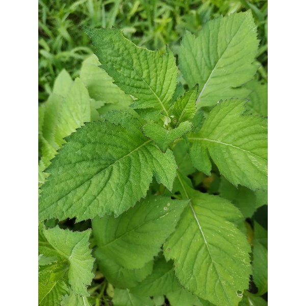 

Daun sintrong 500g