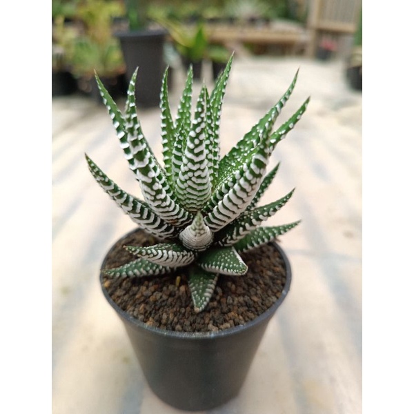 haworthia zebra