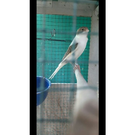 

Burung Spesial Order