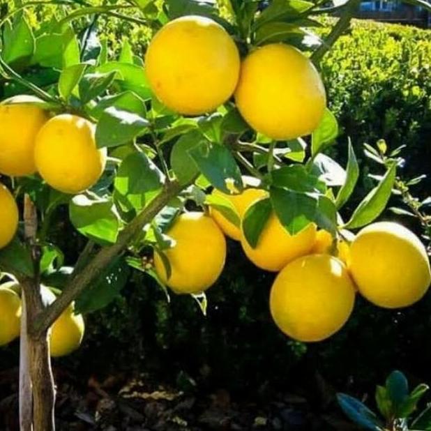joss Bibit Jeruk Lemon California / Pohon Jeruk Lemon California viral