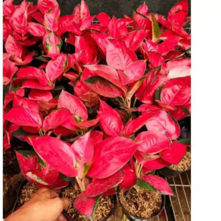 Pupuk Hantu Ijo Royo Royo untuk Anggrek Aglonema dan Tanaman Hias kemasan 100 ml