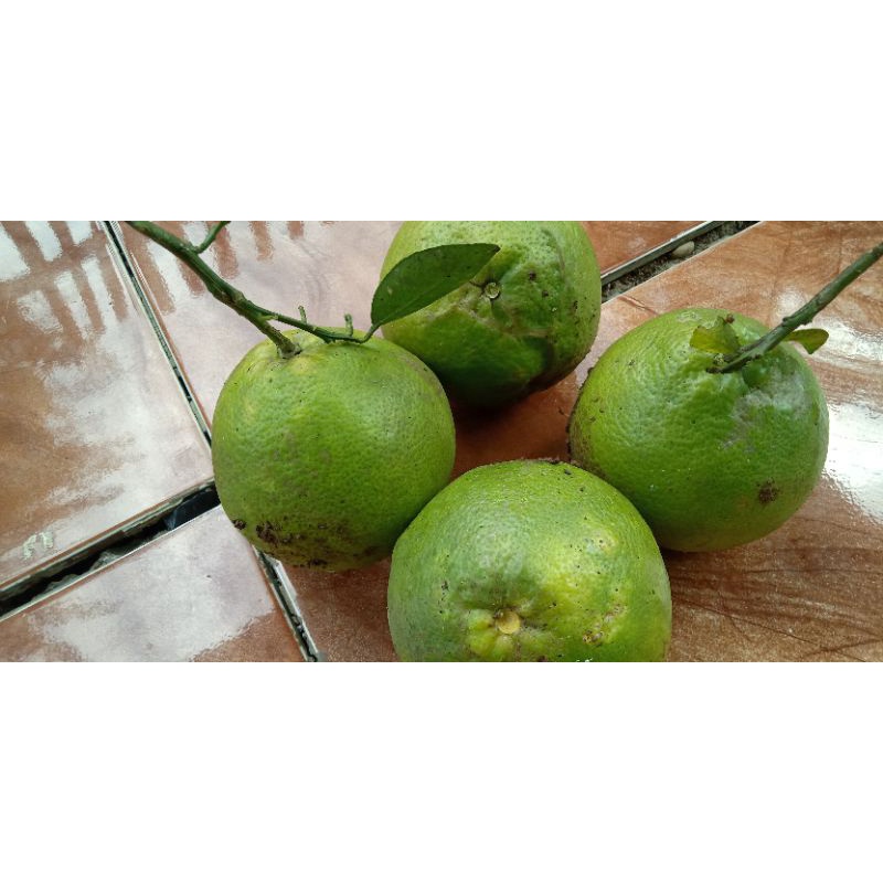 

jeruk bali mini atau jeruk garut jeruk kampung segar 1kg kondisi matang