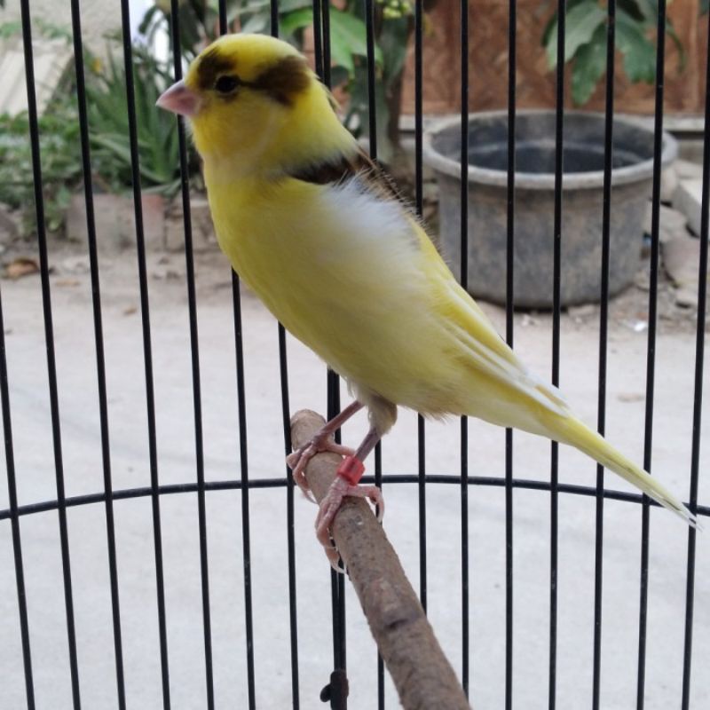 Jual burung kenari bon kuning extrajos bahan riwikan jantan | Shopee