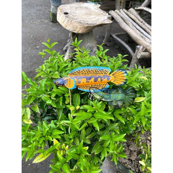 patung Channa auranti