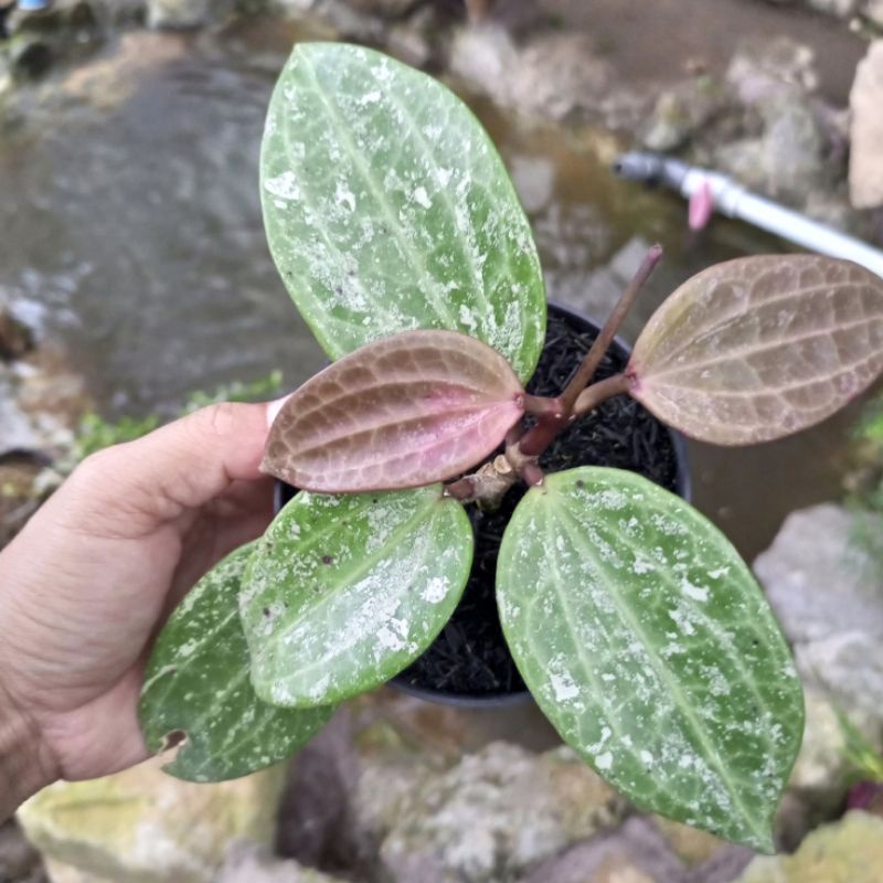 Hoya Macrophylla snow queen splash