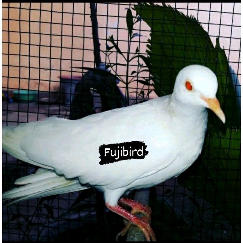 Jual burung gagak mata merah Harga Terbaik & Termurah Januari 2023 | Shopee Indonesia