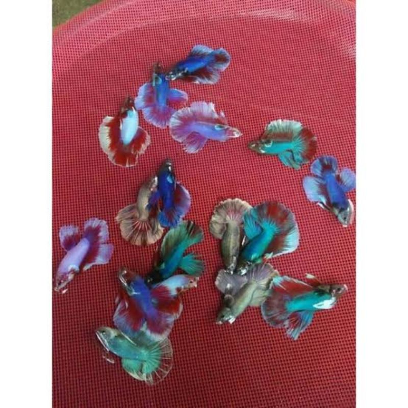 Paket Hemat Halfmoon Rosetail Isi 30 Bonus 3