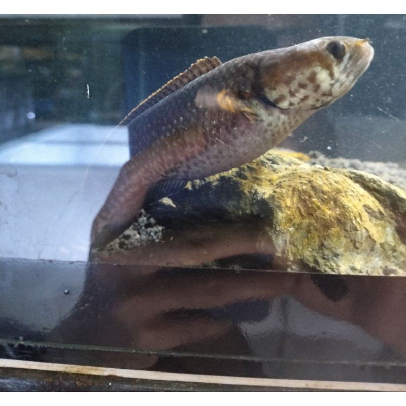 bleheri pair 13-15cm