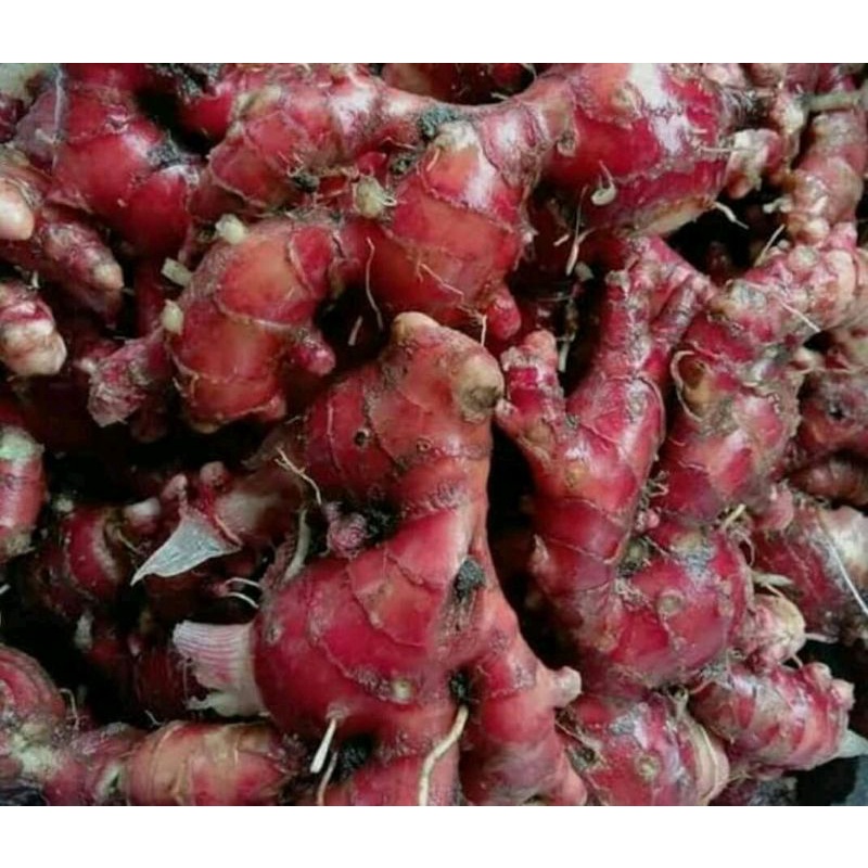 

Jahe merah segar