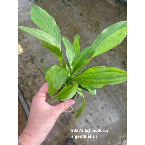 Echinodorus Argentinensis ( Tanaman Aquascape Tanpa Co2 Tumbuhan Air Hidup Hiasan Aquarium )