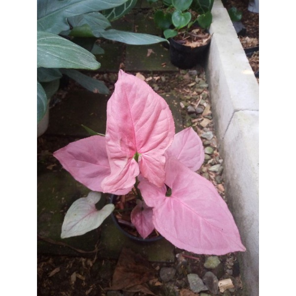 syngonium pink perfection