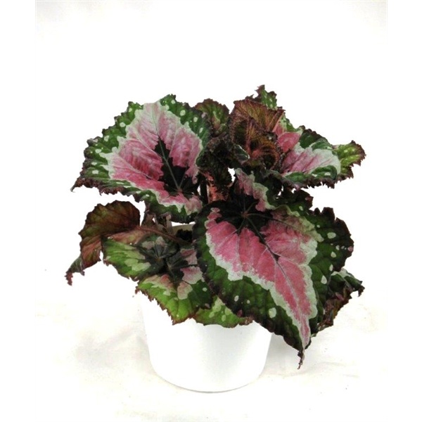 tanaman hias begonia merry christmas