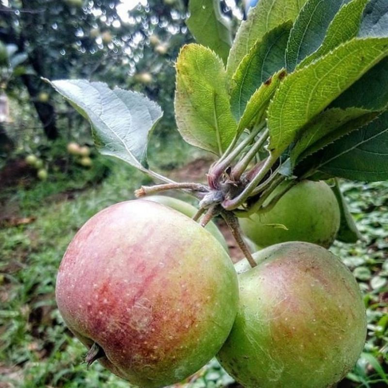 Pupuk Booster Organik Pelebat Buah Apel Dan Perangsang Agar Cepat Berbuah