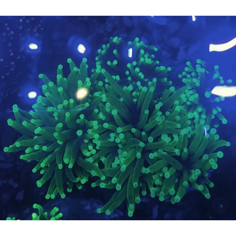 KR ANEMON DRAGONSOUL'2