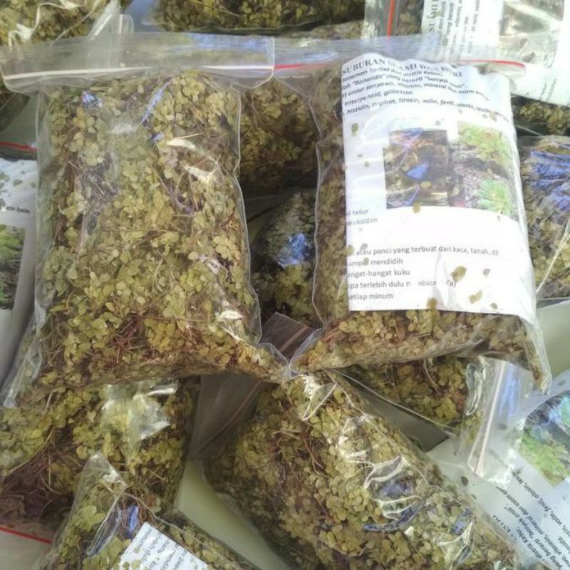 RUMPUT KEBAR PAPUA TERMURAH ORIGINAL | PAKET PROMIL SUAMI ISTRI