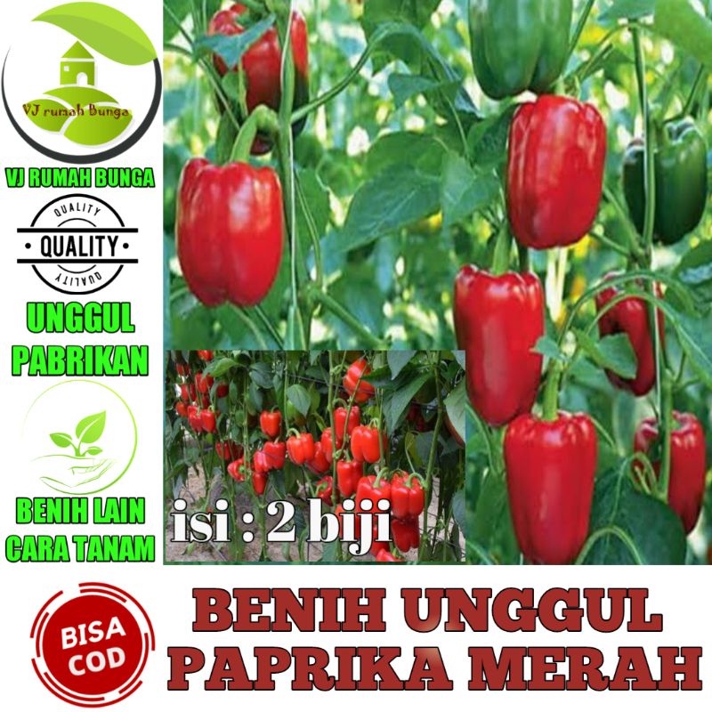 5biji- Benih Paprika Merah Benih Cabai Paprika Merah Bibit Cabe Paprika Merah