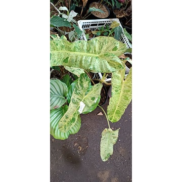 philodendron paraiso verde dan singonium frosted heart