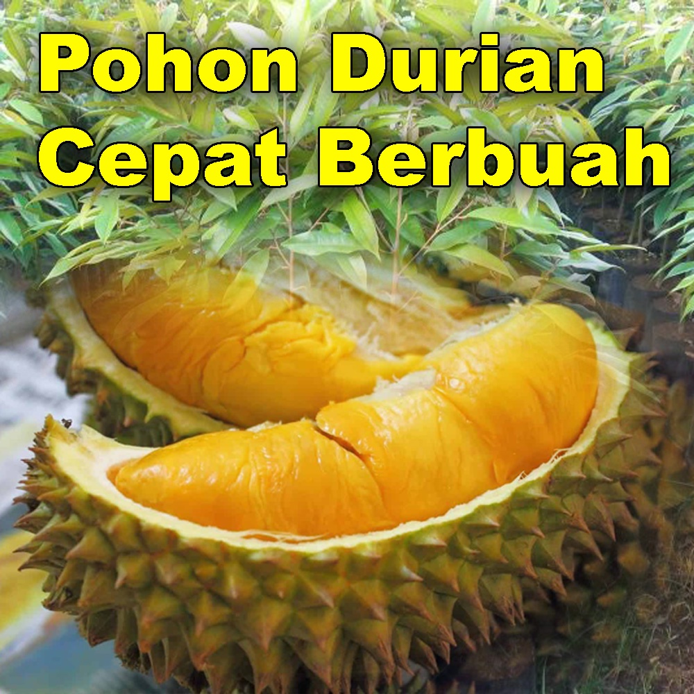 Jual Bibit Durian Musangking Super Tembaga | Pohon Durian Okulasi ...