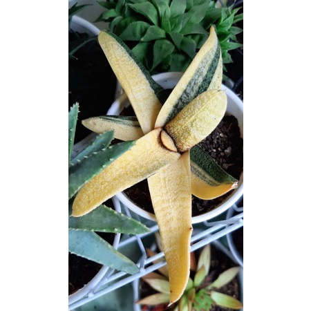Gasteria Batesiana Varigata
