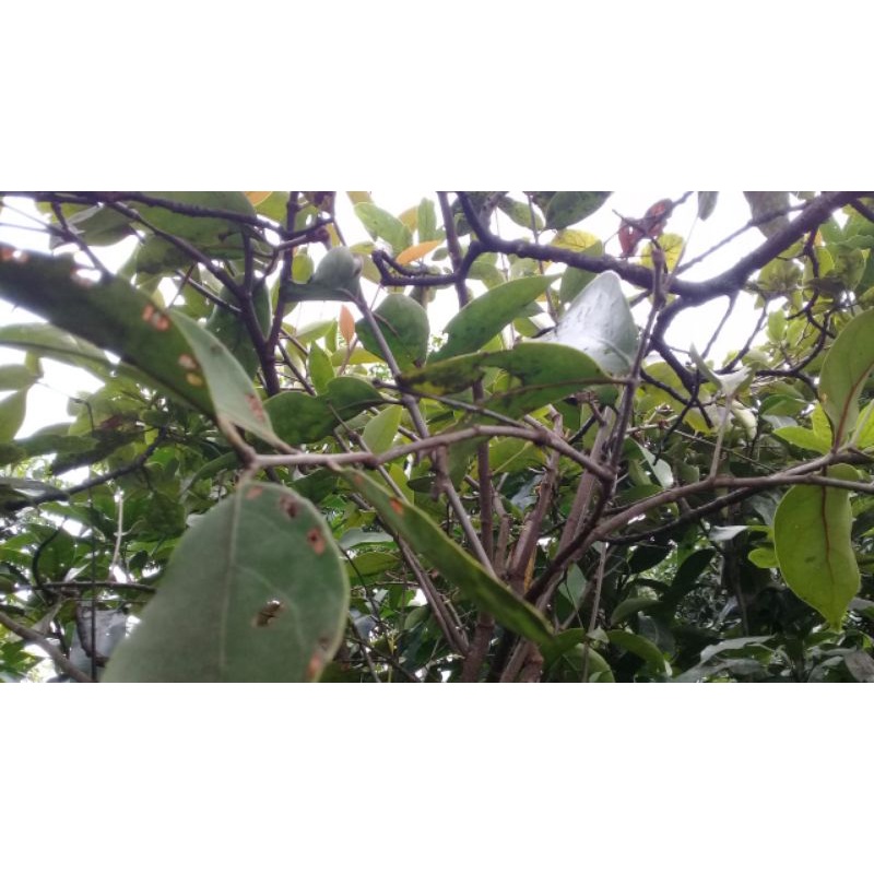 

Benalu alpukat segar 250 gram