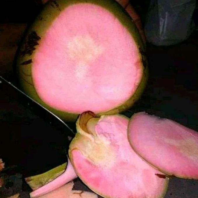 bibit kelapa wulung asli akar merah genjah