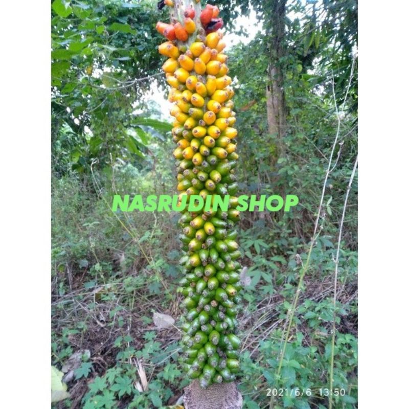 BIBIT SPORA SUWEG BUNGA UMBI SUWEG/25 PCS BUKAN PORANG