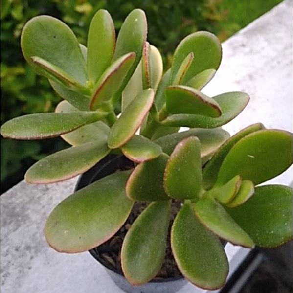 Crassula ovata/ Jade plant + Bonus