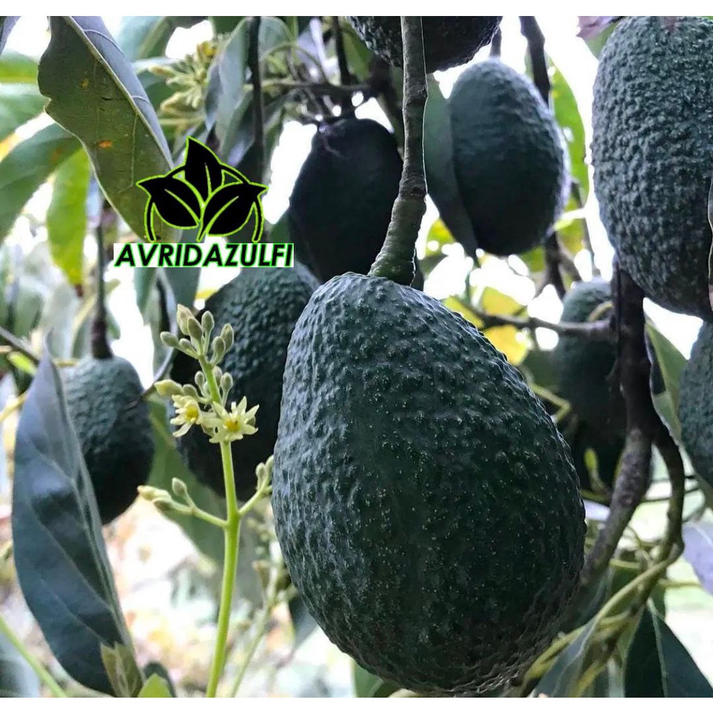 Bibit Alpukat Hass Australia Original Super