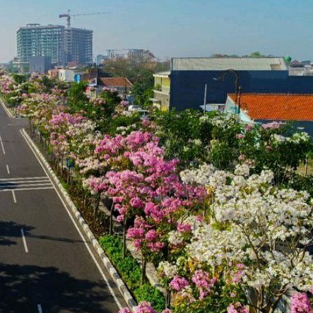 bibit bunga tabebuya warna putih ukuran 1 meter siap berbunga