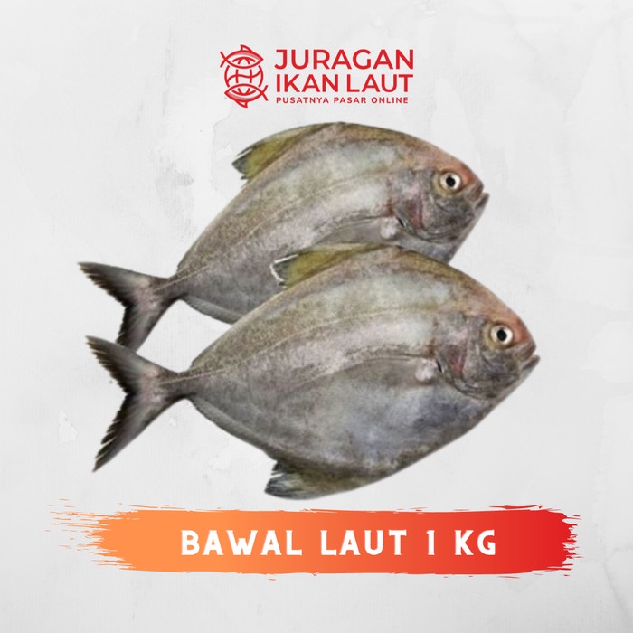 

Ikan Bawal Laut Segar - 1 Kilogram JABODETABEK