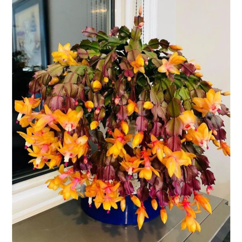 Bunga Wijaya Kusuma kepiting orange - Tanaman Hias Wijaya Kusuma kepiting - Bunga Gantung Wijaya Kus