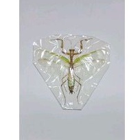 AWETAN SERANGGA BELALANG SEMBAH CENCORANG HIJAU