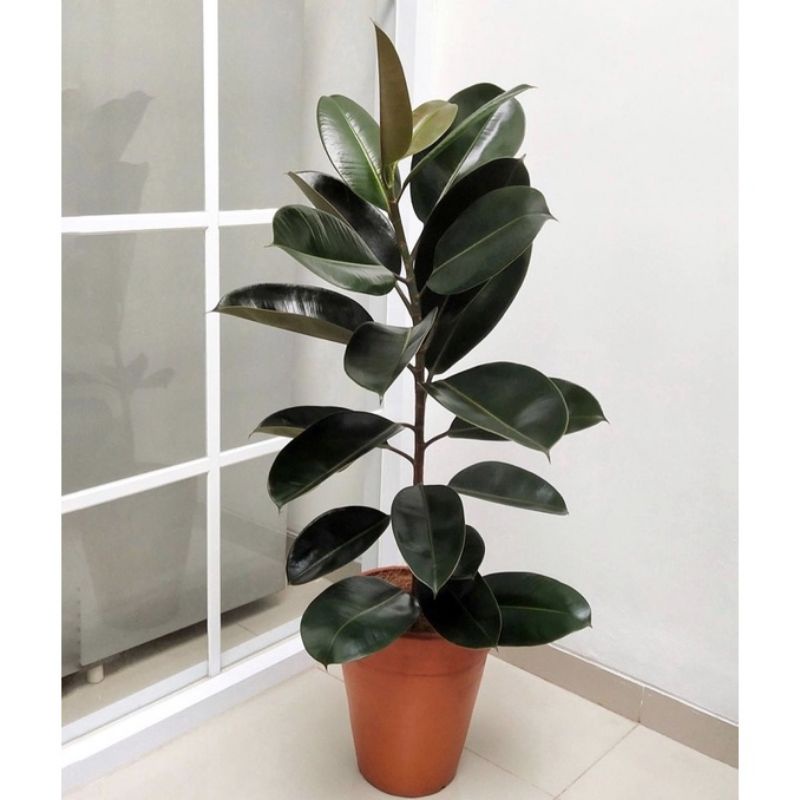 tanaman hias karet kebo - pohon karet kebo - tanaman hias hidup karet kebo