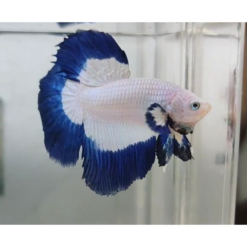 halfmoon blue rim sepasang siap breed