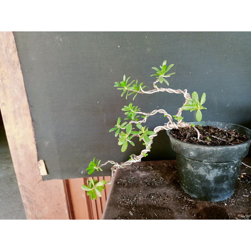 bonsai santigi mawar mame cascadee siap pajang
