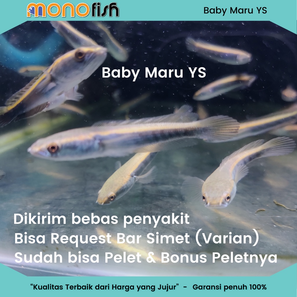 Baby YS Yellow Sentarum