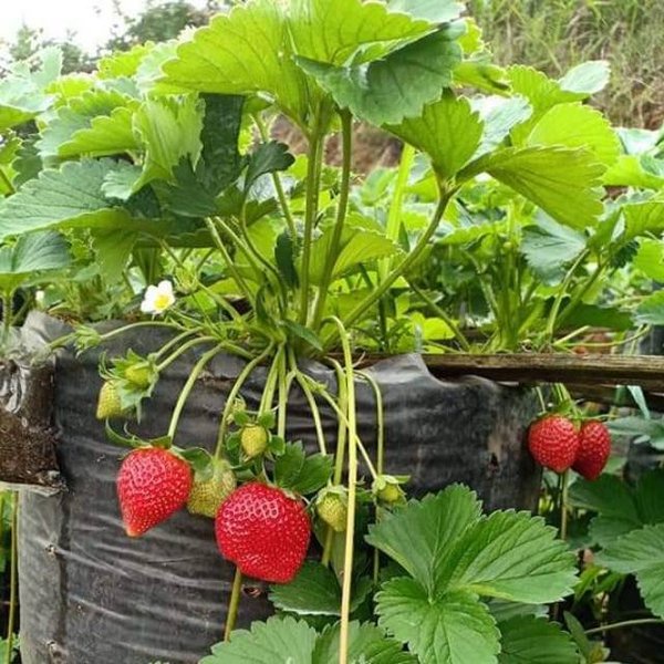 PAKET isi paket: 10 Benih Strawberry Mencir Dataran Rendah Bibit Buah Stroberi Jumbo Manis Super Pre