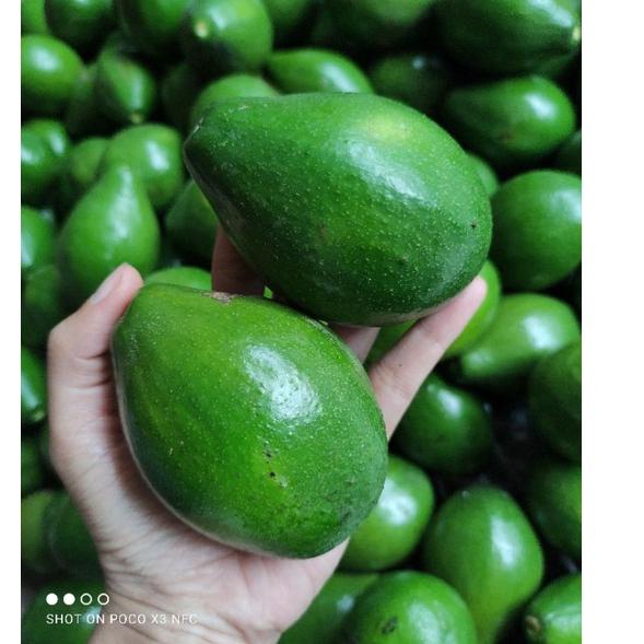 

HARGA MURAH Alpukat mentega (BUAH APUKAT) sekilo isi 6-7 up (harga 15.000) ♘ 848