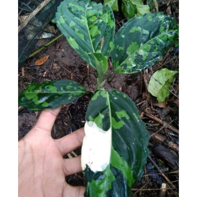aglaonema pictum tricolor varigata