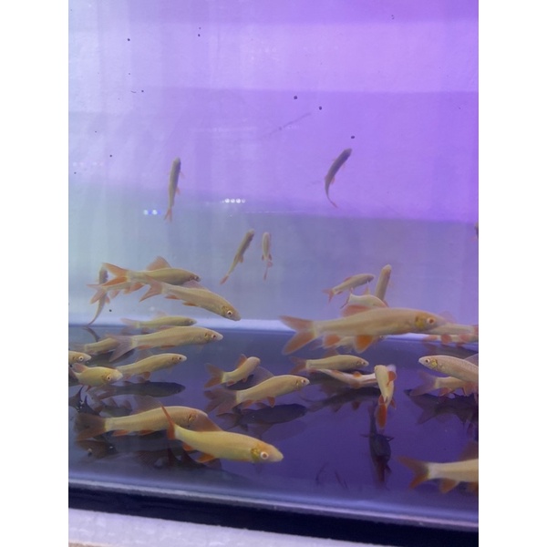 IKAN HIAS AQUASCAPE RED FINN AQUARIUM AIR TAWAR