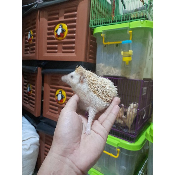 indukan landak mini betina produktif