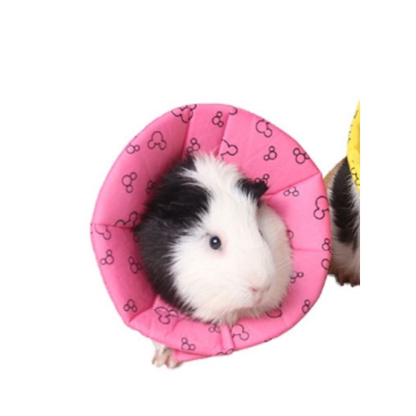 Collar Hewan Tersedia Untuk Kucing Anjing Hamster Sugar Glider Marmut Landak