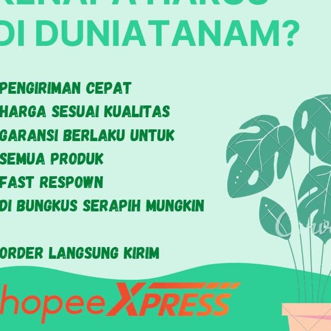 New bibit tanaman hias indoor PAKU TANDUK RUSA Simbar menjangan papua TEGAK kalimantan